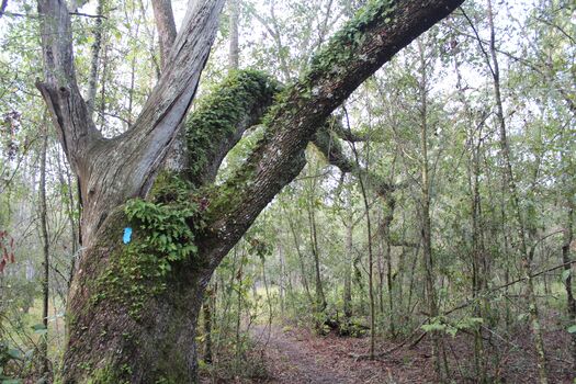 Trail marker, Withlacoochee State Forest, Brooksville