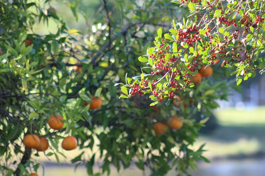 Orange Trees