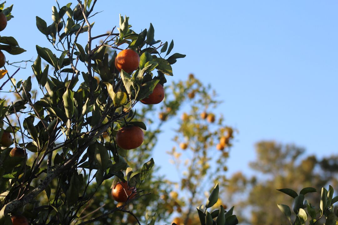 Orange Trees