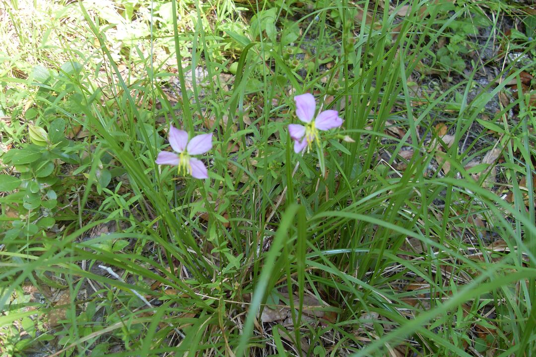 Meadow Beauty