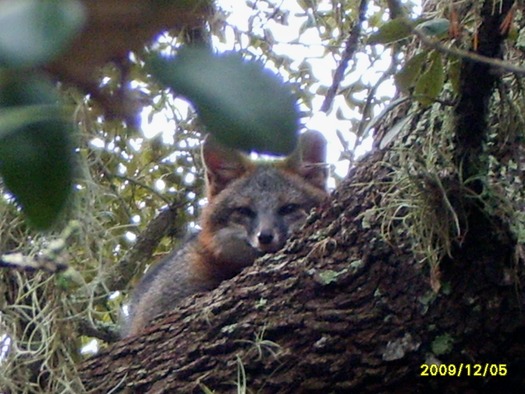 fox at botantical gardens orig