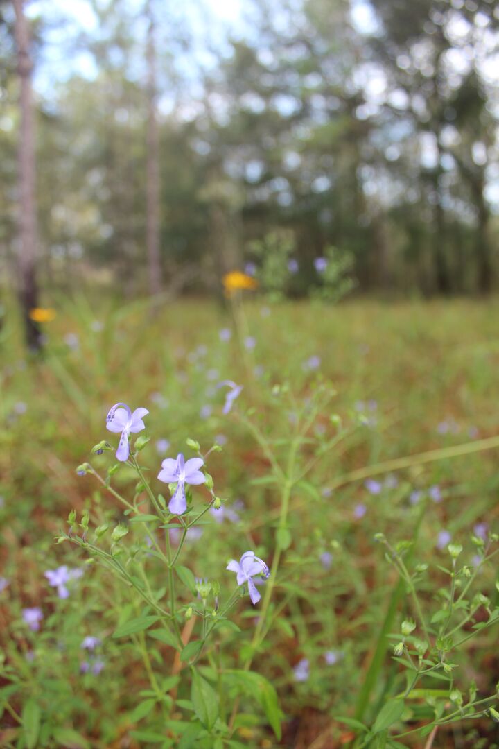 Withlacoochee