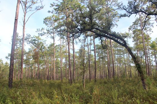 Withlacoochee State Forest, Brooksville