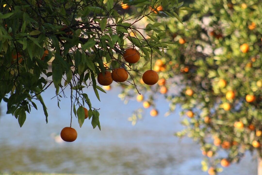 Orange Trees