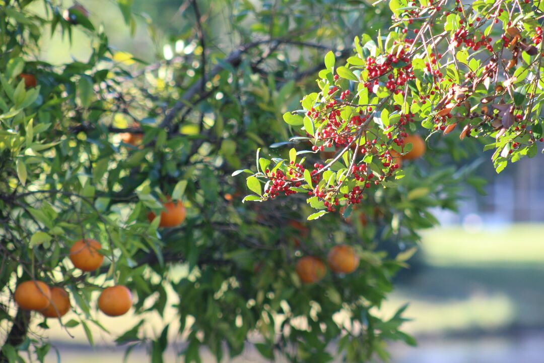 Orange Trees