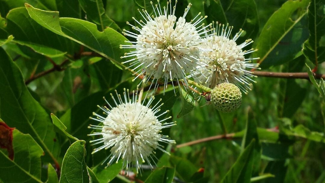 Buttonbush