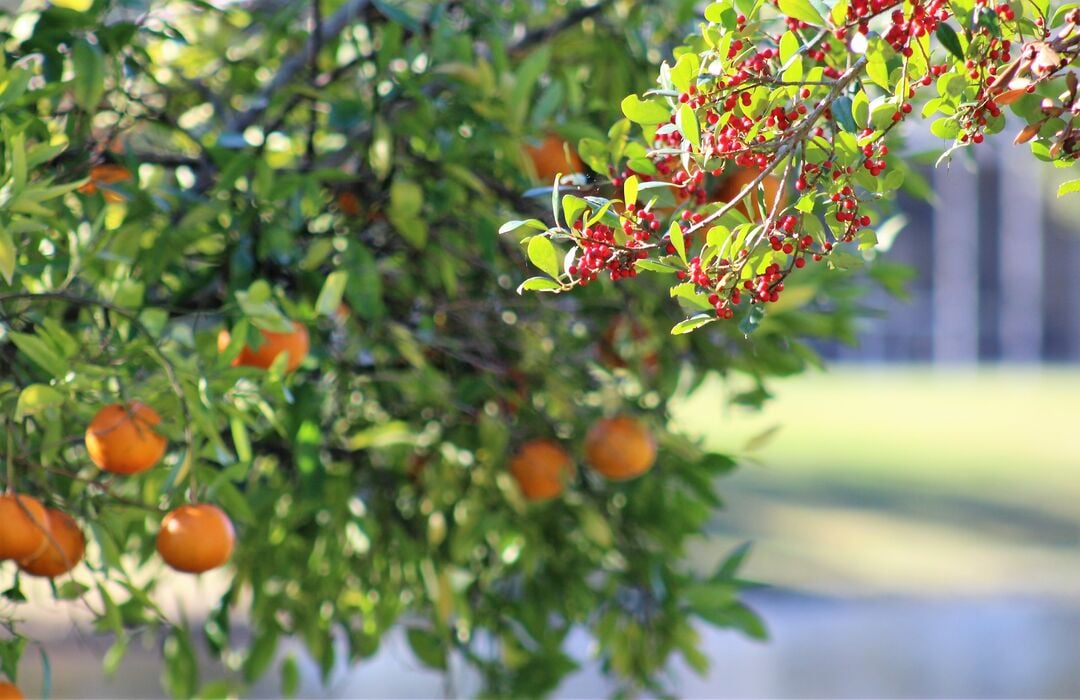 Orange Trees