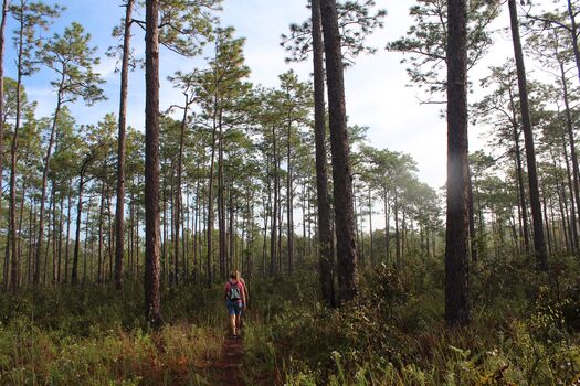 Hiker, Withlacoochee State Forest, Brooksville