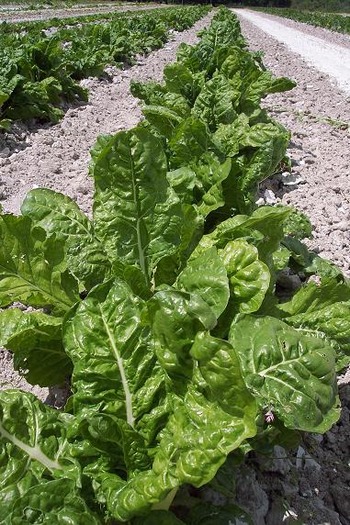 swiss chard2