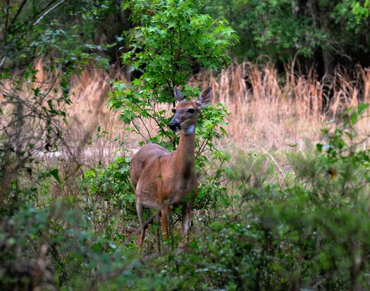 Deer, Chinsegut Conservation Center, Brooksville