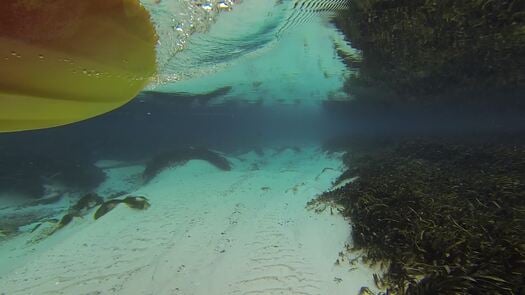 Underwater view by Weeki Wachee Kayaker