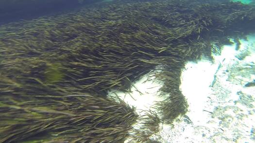 Underwater view by Weeki Wachee Kayaker