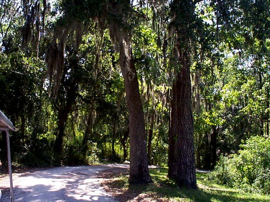 oaktrees