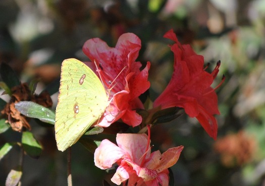 Yellow angled sulphur butterfly (by CKnudson)