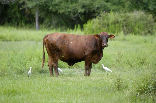 Pasture scenes