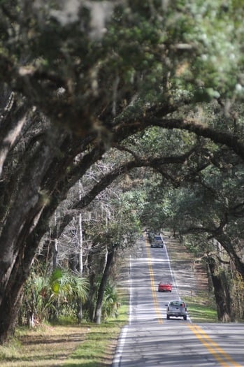 HC Scenic Canopy Drive