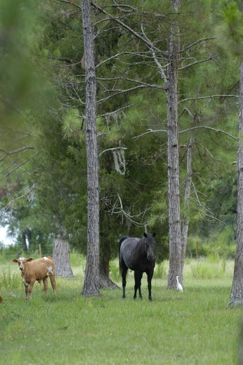 Pasture scenes (4)