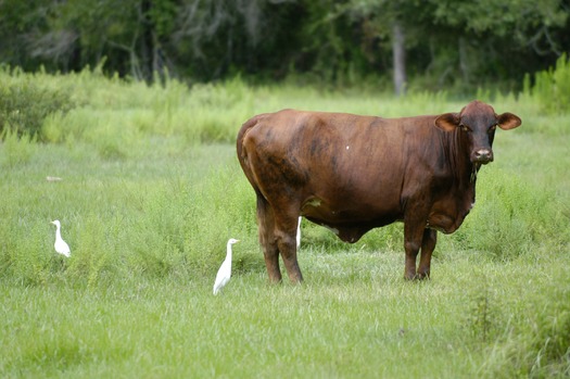 Pasture scenes (1)