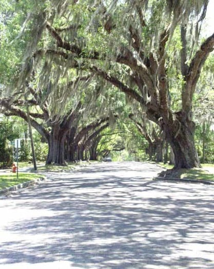 Treecanopy