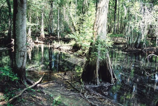 Swamp-06