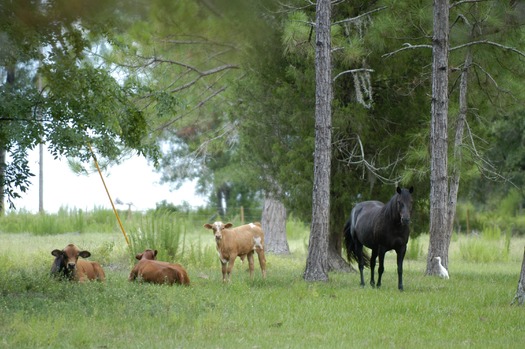 Pasture scenes (3)