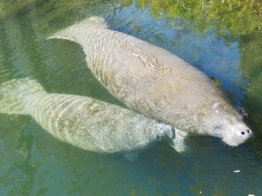 Manatee and calf (SUP Weeki)