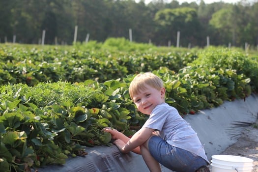 Strawberry Upicking