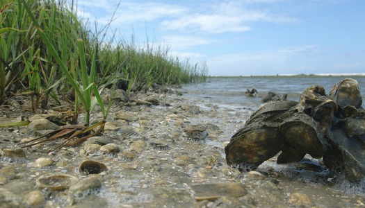 Saltmarsh Oyster Bed along Paddling Trail (Univ. FL IFAS)