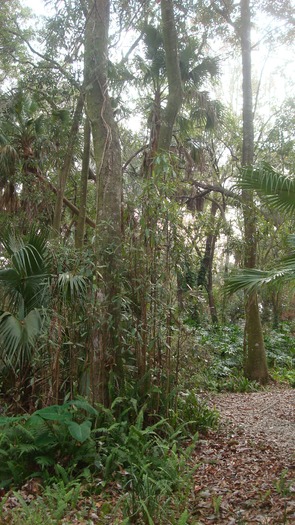 012217-WWState Park - nature path