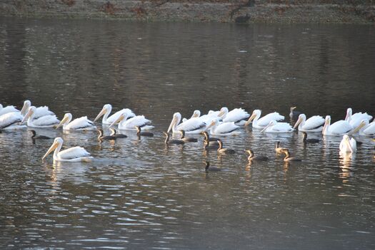 American White Pelicans, Brooksville