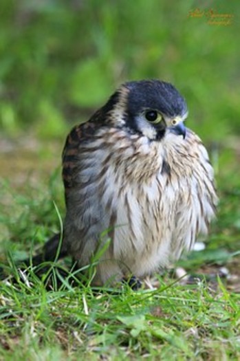 bird-of-prey young kestrel