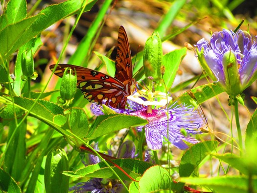 butterfly-flower