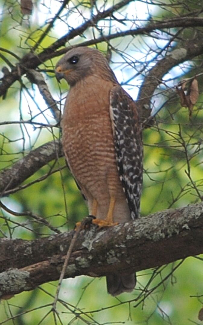 Red-shouldered Hawk by CK