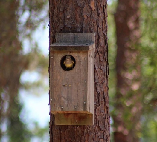 birdhouse