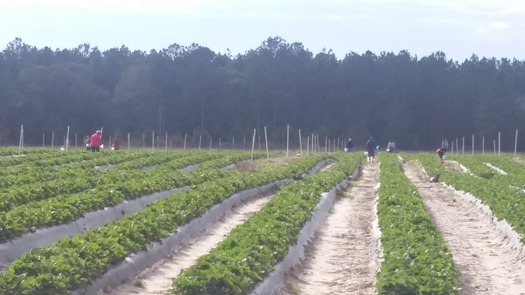 Strawberry field - JG Ranch