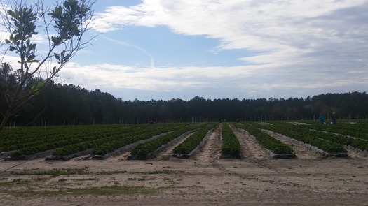 Strawberry picking - JG Ranch