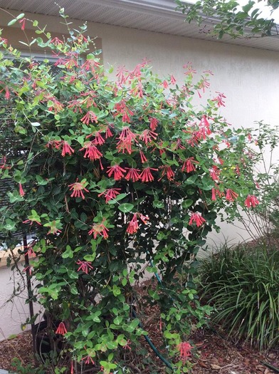 Native Coral Honeysuckle -HC Extension