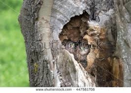 kestrels in tree cavity