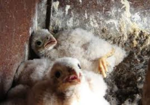 baby kestrels