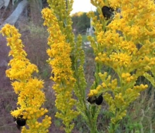 Solidago sempervivens-Triangle (Goldenrod) - Hernando County Native Plant Society