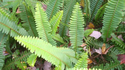 012217-Ferns-WW