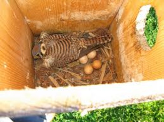 kestrel in nest with eggs