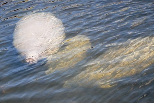 Manatee family