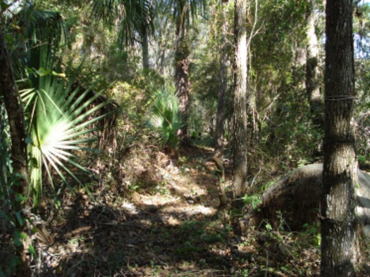 Fickett Hammock Preserve (Hernando County ESL)