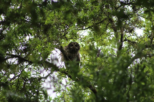 Barred Owl in tree - CCC