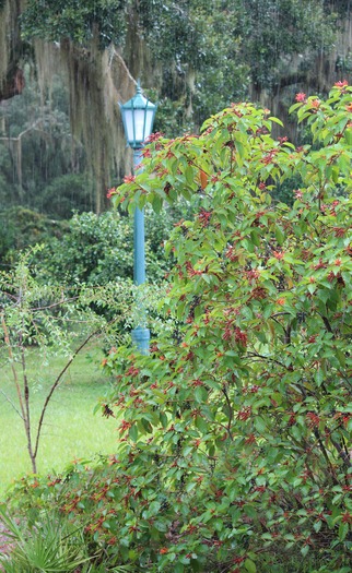 lamp fllowering bush