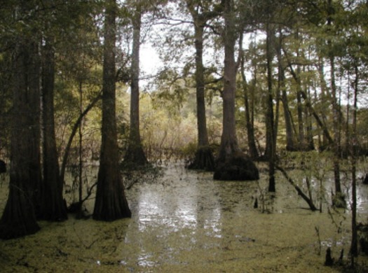 Swamp in Cypress Lakes Preserve (Hernando County ESL)