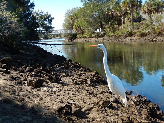 Egret  on Paddling Trail (K. Kolasa)