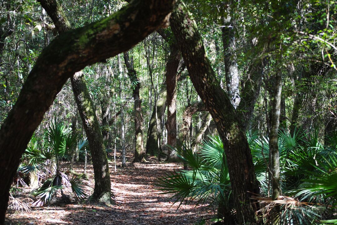 Cypress Lake Preserve, Ridge Manor