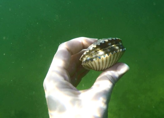 Scallop in hand (photo by Visitors Bureau)